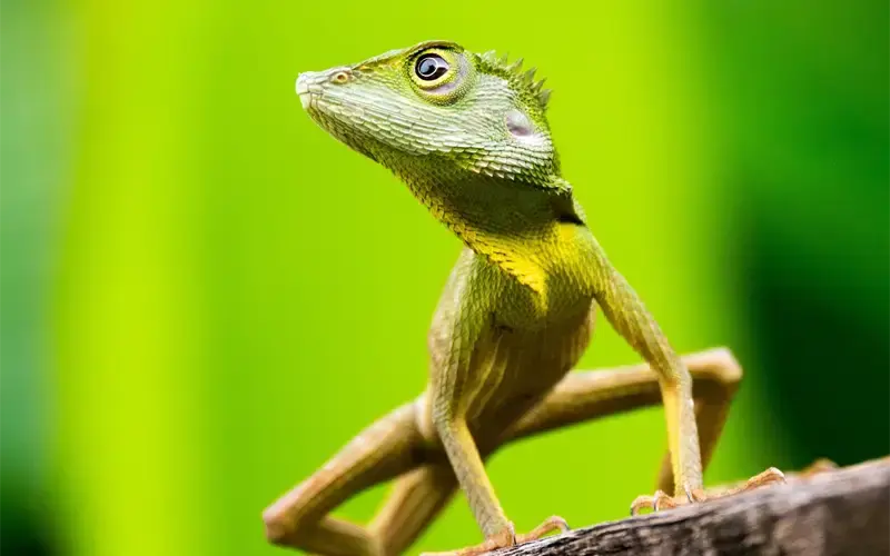 Goedkope vliegtickets naar Borneo