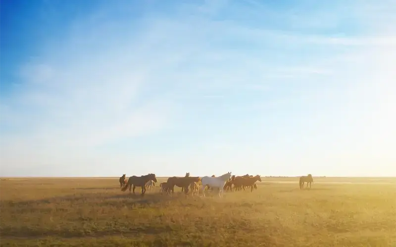 Goedkope vliegtickets naar Kazachstan
