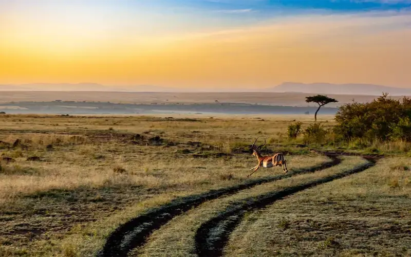 Goedkope vliegtickets naar Kenia