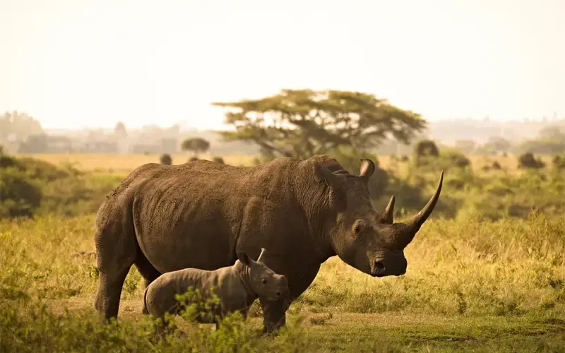 Goedkope vliegtickets naar Nairobi