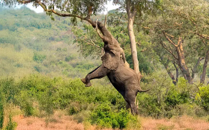 Goedkope vliegtickets naar Uganda