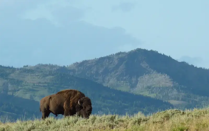 Goedkope vliegtickets naar Yellowstone